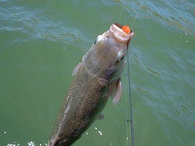 Nice Carp :) - picunclejoshcarp6.jpg